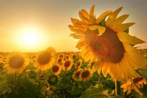 An Unexpected Post- Covid World