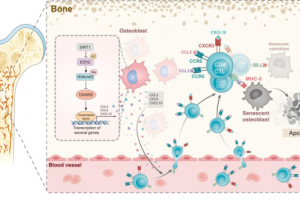 【論文喜報】我院王永祥教授團隊《Advanced Science》發(fā)文：解碼骨骼“免疫對話”，骨質(zhì)疏松治療迎來新突破